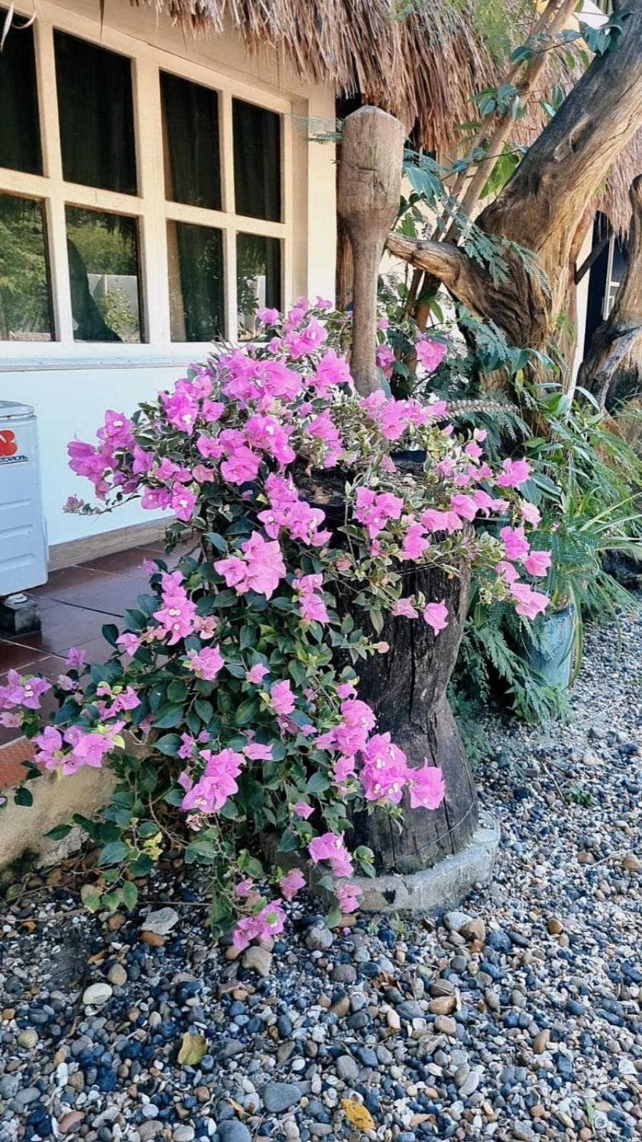 El Refugio Del Tiburon Guest house